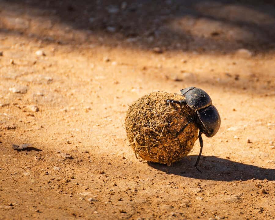 Addo Elephant National Park Full Day Safari with Braai Lunch - Sunset drive and the cooler south return: the photo window you’ll feel