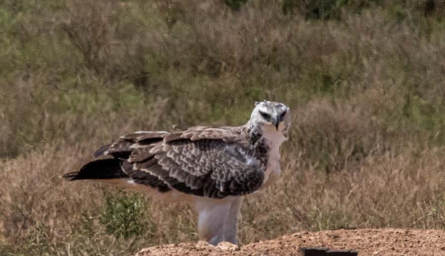 Addo Elephant National Park: Full-Day Safari with Lunch - Quick takes before you go