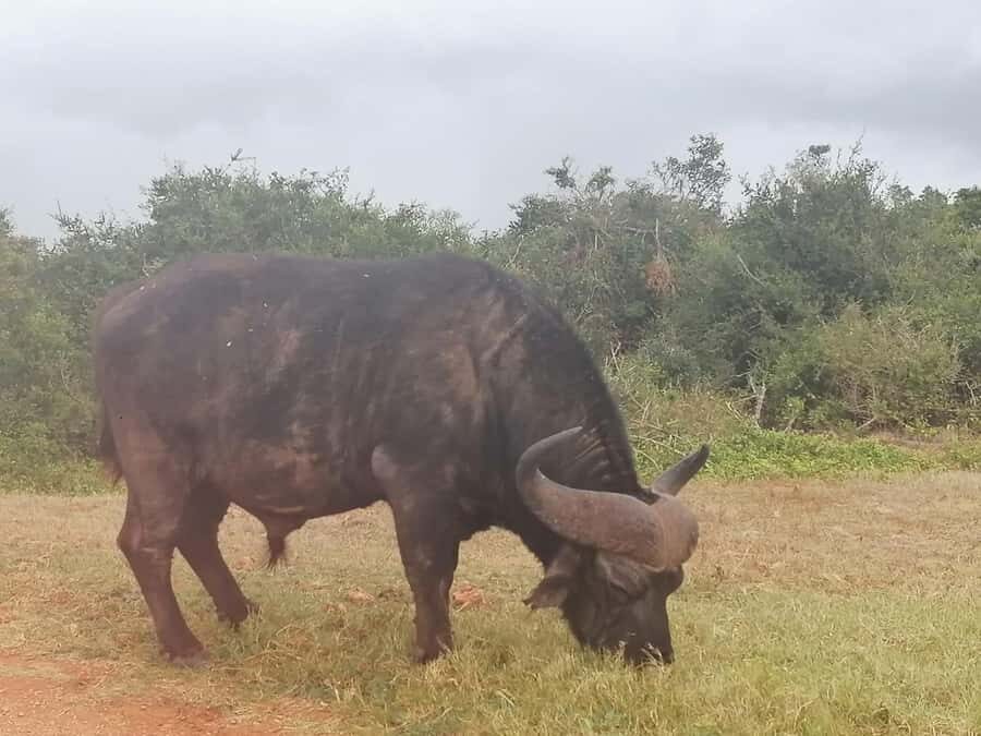 Addo Elephant National Park: Full-Day Safari with Lunch - Addo Elephant National Park: why this safari feels different
