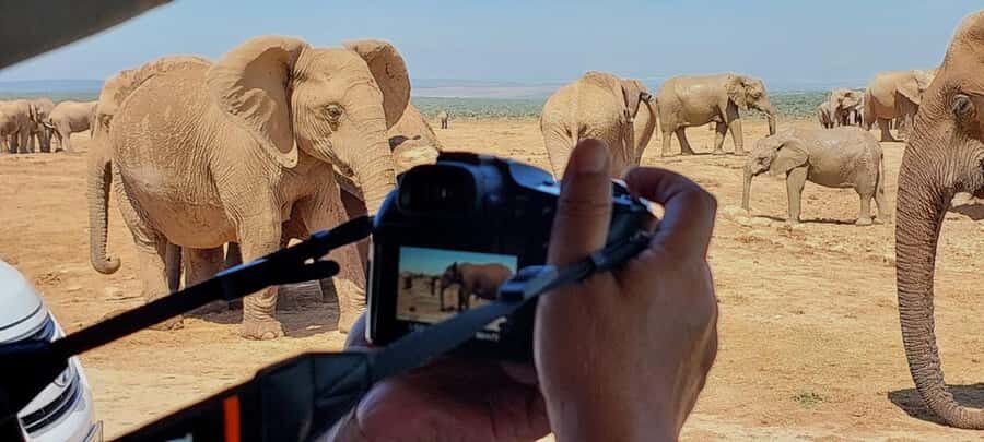 Addo Elephant National Park: Full-Day Safari with Lunch - Big Five odds in Addo: elephants, lions, buffalo, and the reality of wildlife