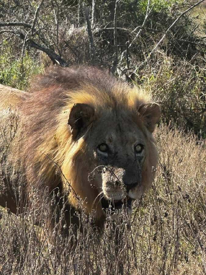 Addo Elephant National Park: Full-Day Safari with Lunch - The day’s timing: pickups, drive time, and what 6 hours really means