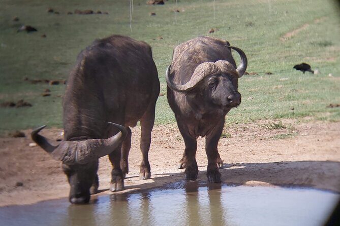 Addo Elephant National Park Full Day Safari - Inside the park: what you’re likely to spot on the drive