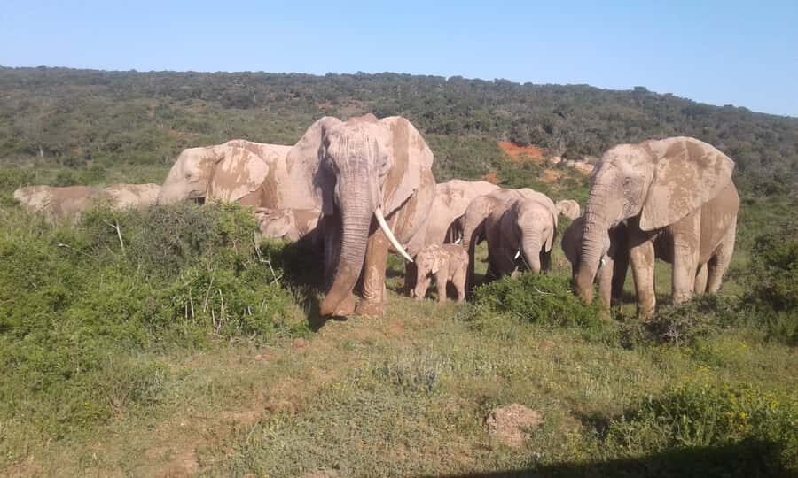 Addo Elephant National Park Game Drive Day Tour With Lunch - Guided Drive Blocks That Keep You Focused (Not Slumped)
