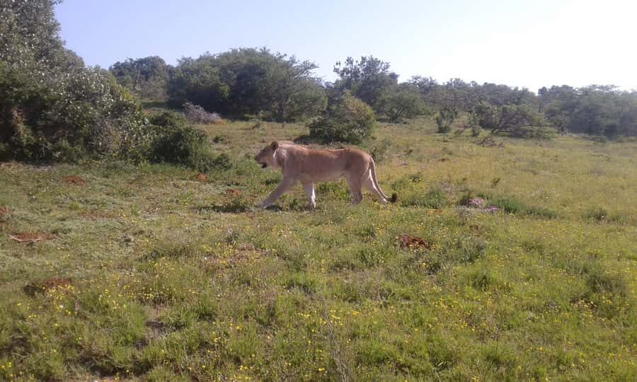 Addo Elephant National Park Game Drive Day Tour With Lunch - Lookout Point Refreshment Stop: A Small Break That Helps