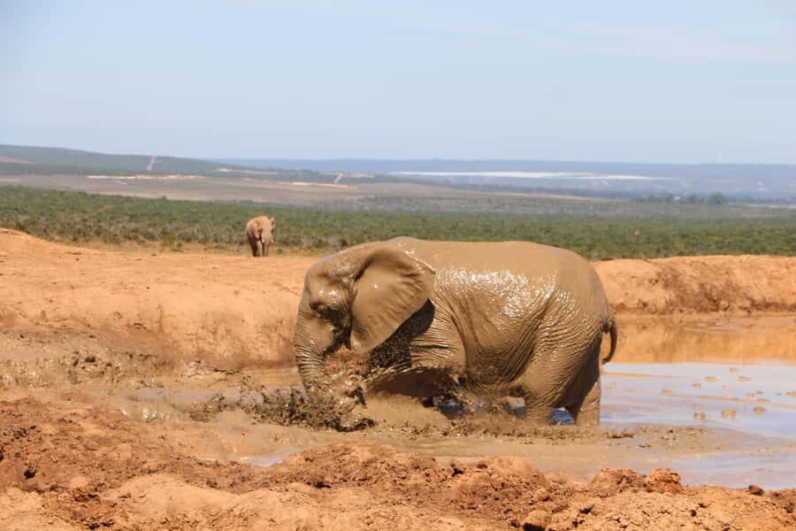 Addo Elephant National Park Game Drive Day Tour With Lunch - Braai Lunch Inside the Park: Why BBQ Fits the Safari Day