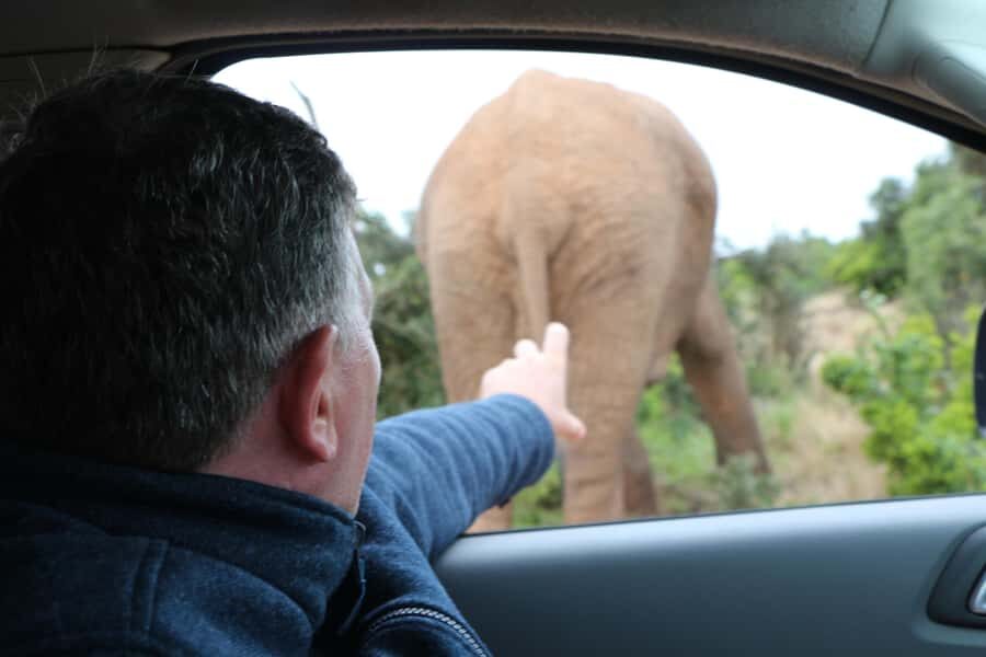 Addo Elephant National Park Game Drive Day Tour With Lunch - Lions, Elephants, and the Reality of Wildlife Timing