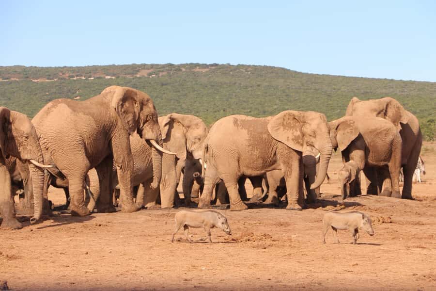 Addo Elephant National Park Game Drive Day Tour With Lunch - What the Day Looks Like, Step by Step