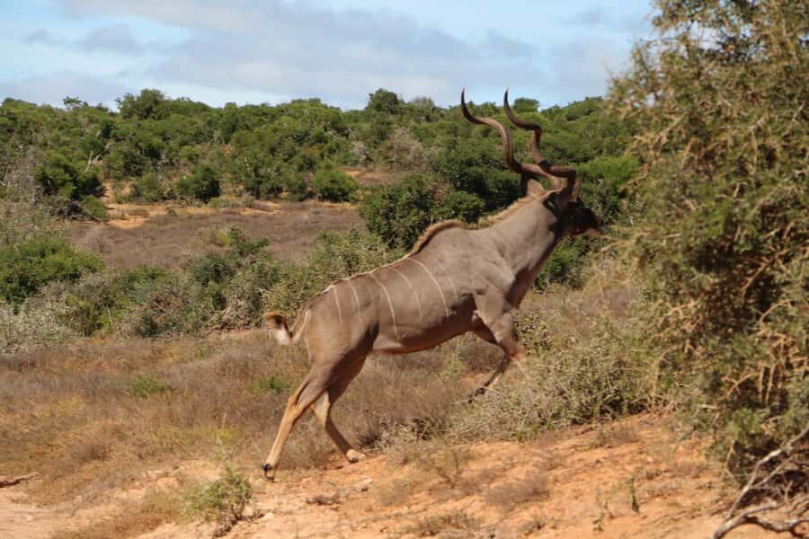 Addo Elephant National Park Game Drive Day Tour With Lunch - Price and Value: What $236 Per Person Gets You