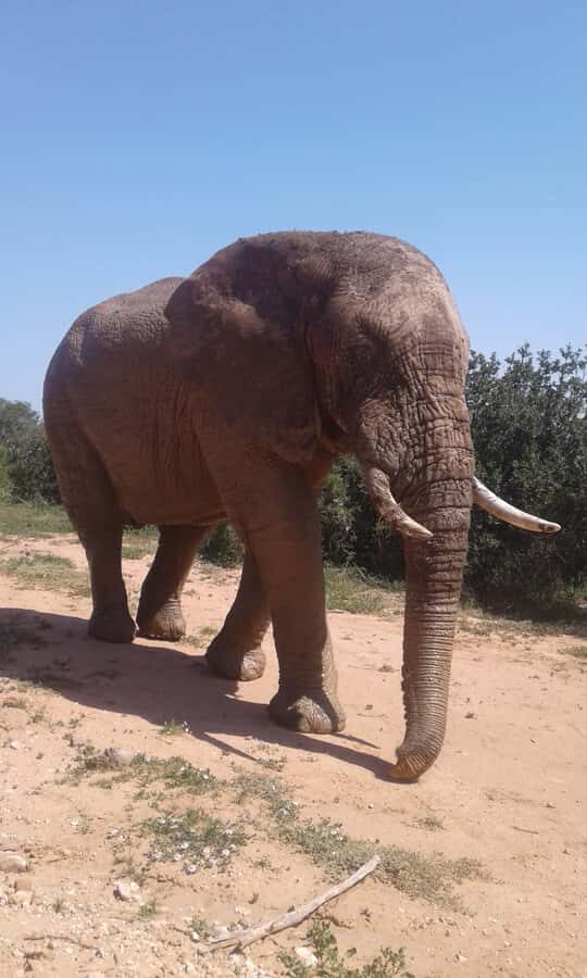 Addo Elephant National Park Game Drive Day Tour With Lunch - Touring 45,000+ Hectares: Where Elephants Take Center Stage