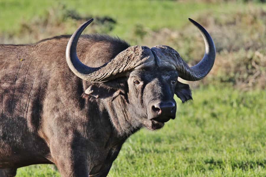 Addo Elephant National Park: Guided Half-Day Safari - Key things I’d watch for on this safari