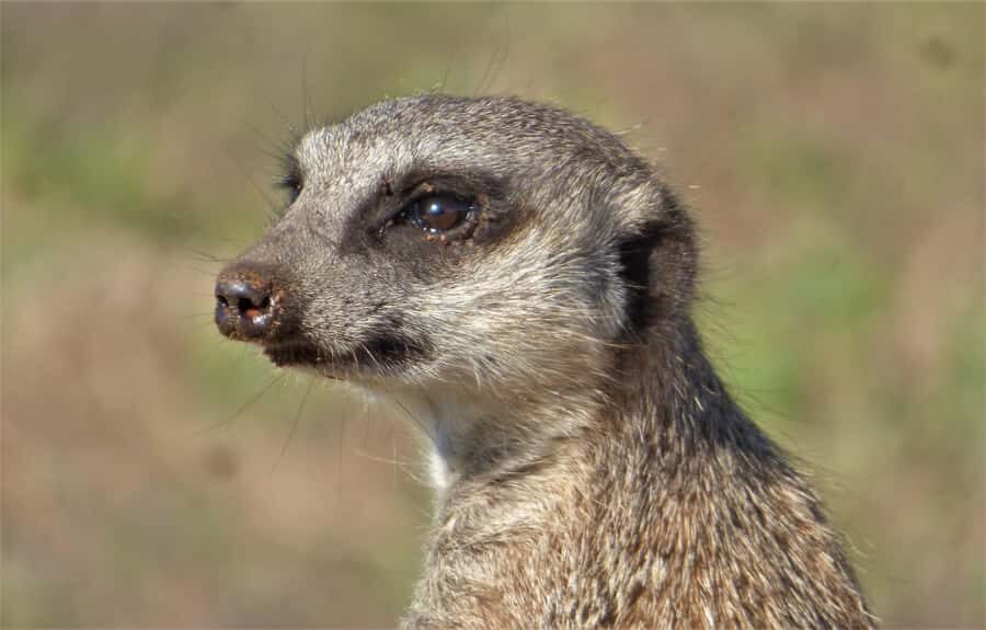 Addo Elephant National Park: Guided Half-Day Safari - Should you book it? Here’s my straight take