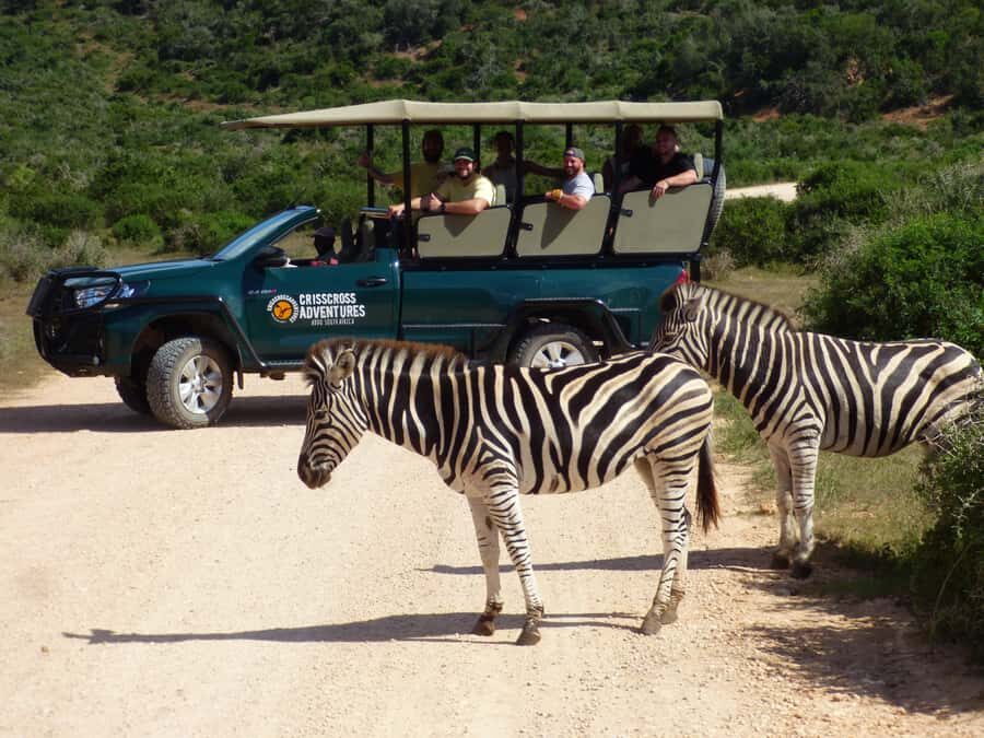 Addo Elephant National Park: Guided Half-Day Safari - What highlighted areas are really for (and what you might see)