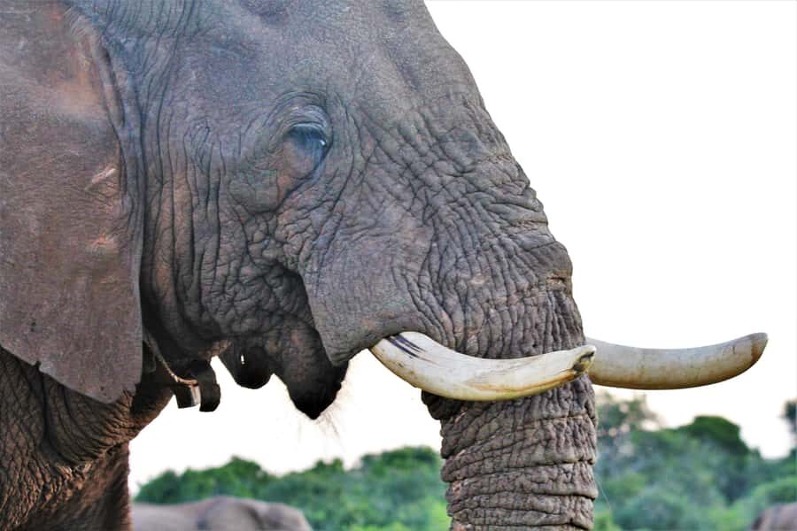 Addo Elephant National Park: Guided Half-Day Safari - Local guide stories: the best part you can’t screenshot