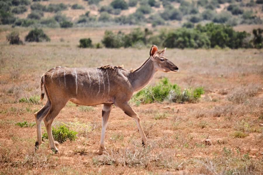 Addo Elephant National Park: Guided Half-Day Safari - Snacks, drinks, and staying comfortable in park weather