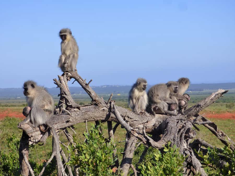 Addo Elephant National Park: Guided Half-Day Safari - Price, entrance fees, and how to judge the real value