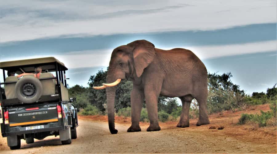 Addo Elephant National Park: Guided Half-Day Safari - What to bring (and the one thing people forget)