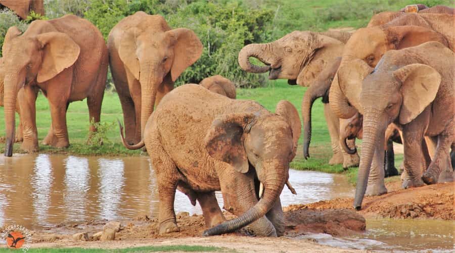 Addo Elephant National Park: Guided Half-Day Safari - Getting picked up from Chrislin African Lodge at 8:30am