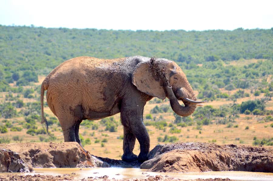 Addo Elephant National Park: Half Day Private Safari - Key Highlights You’ll Actually Feel During the Safari