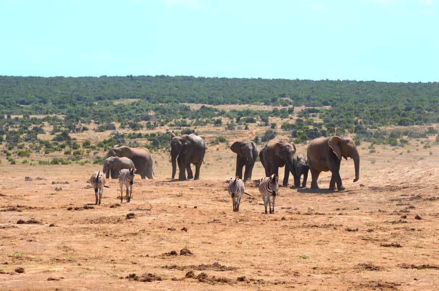 Addo Elephant National Park: Half Day Private Safari - Private Addo Safari Basics: What Makes It Different
