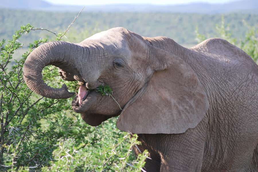 Addo Elephant National Park: Half Day Private Safari - Entering Addo Elephant National Park: How the 5 Hours Usually Feel