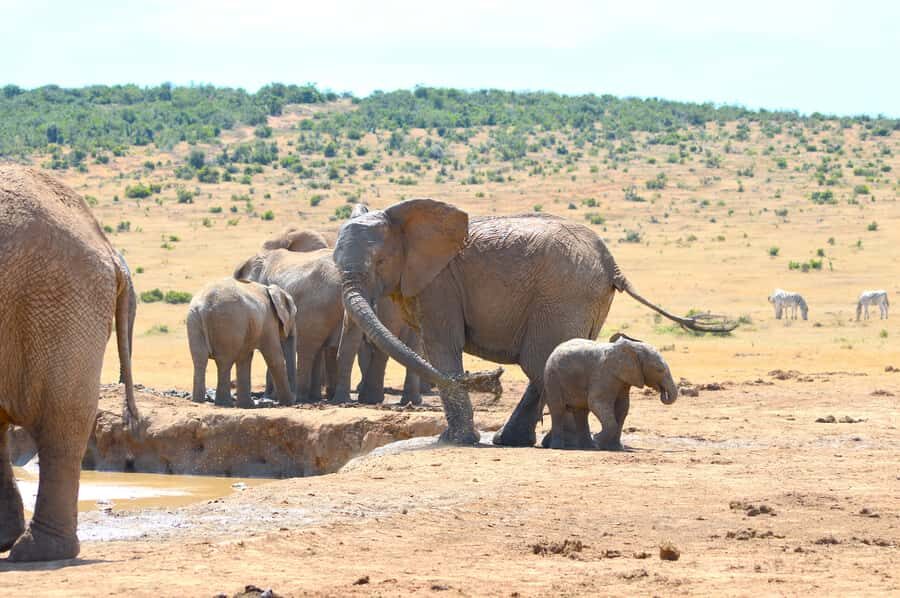 Addo Elephant National Park: Half Day Private Safari - What You Can See: Big Five Chances and Realistic Expectations