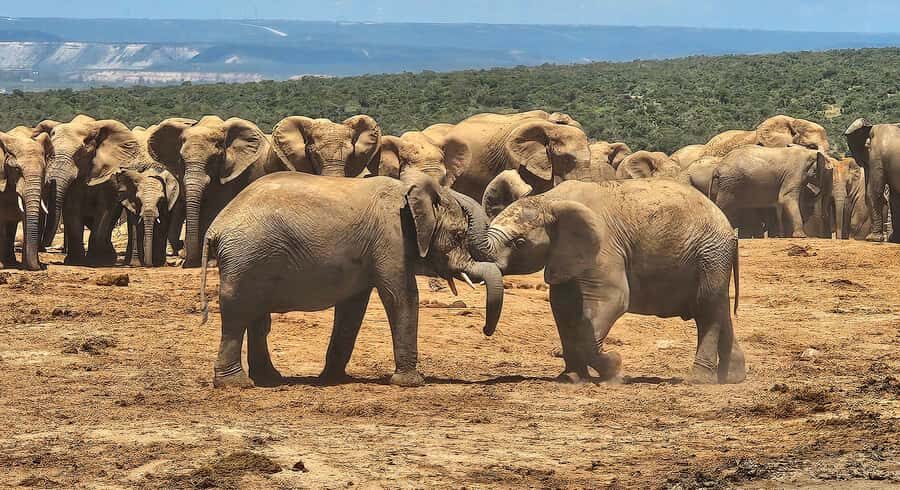 Addo Elephant National Park: Half Day Private Safari - Family-Friendly Safari Comfort: Packs, Seats, and Less Stress