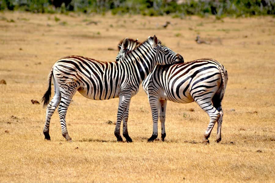 Addo Elephant National Park: Half Day Private Safari - Pickup in Addo: The Smooth Start (and the One Limit)