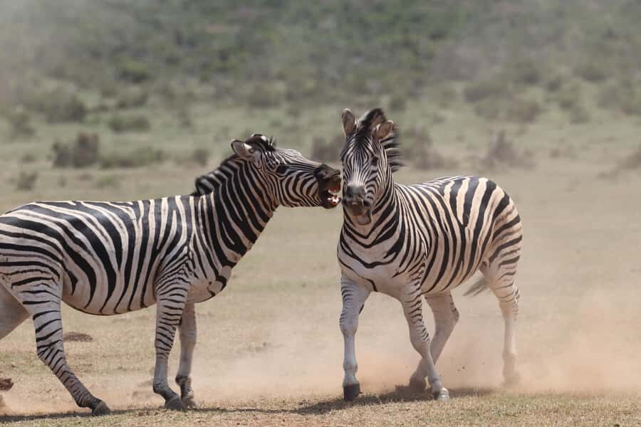 Addo Elephant National Park Private Full-Day Safari - Quick practical checklist before you go