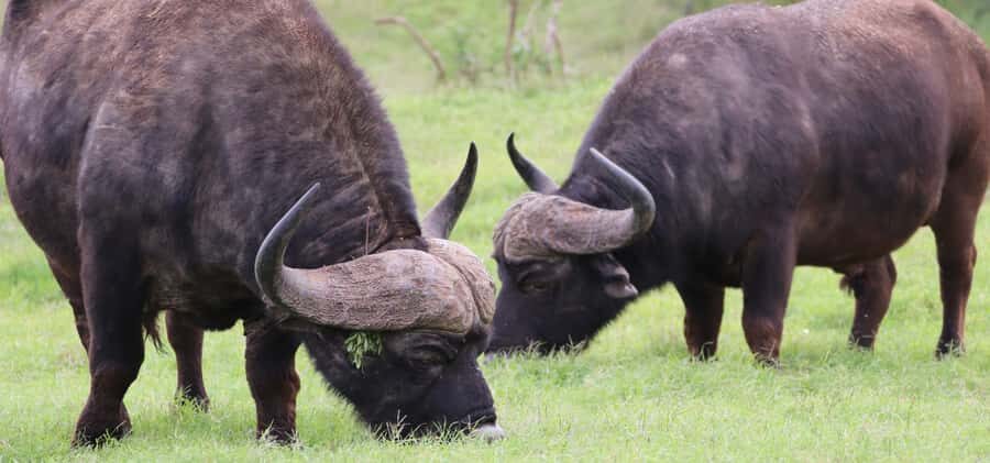 Addo Elephant National Park Private Full-Day Safari - Afternoon on the northern side: open plains and watering holes