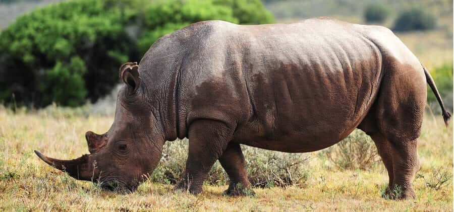 Addo Elephant National Park Private Full-Day Safari - Who this Addo private safari suits best (and who should rethink it)