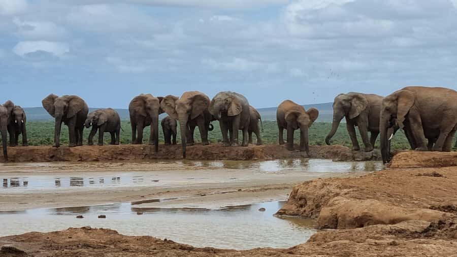 Addo Elephant National Park Private Full-Day Safari - Entering Addo: the early start and the 35-minute jump to wildlife country
