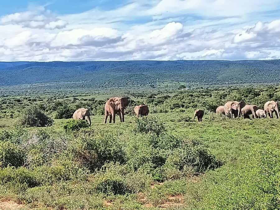 : Addo Elephant National Park Safari Half Day - First Look: A Half-Day Addo Safari That Starts and Ends in Port Elizabeth