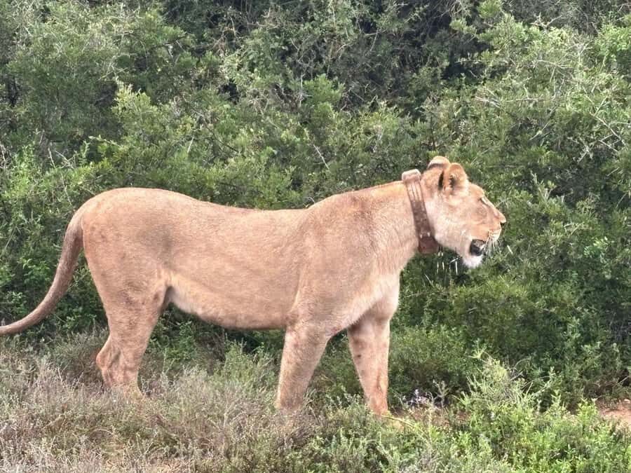 : Addo Elephant National Park Safari Half Day - How the 4-Hour Rhythm Works (and Why It Matters)
