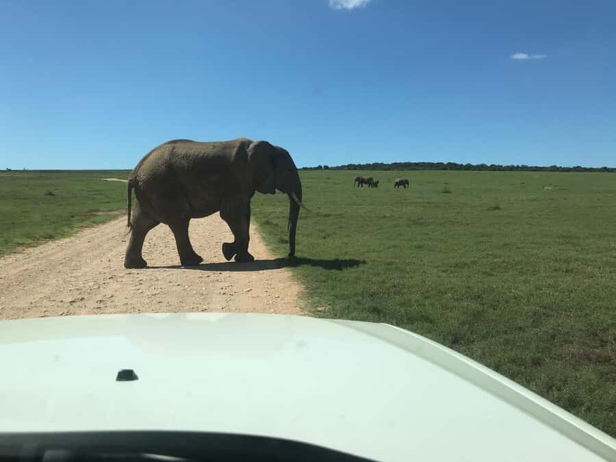 : Addo Elephant National Park Safari Half Day - Snacks, Beer, and Wine: Turning a Short Drive into a Real Safari Break