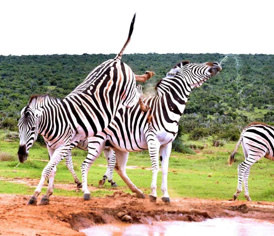 : Addo Elephant National Park Safari Half Day - Price and Value: What $152 Buys in a Four-Hour Window