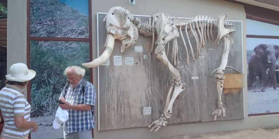 : Addo Elephant National Park Safari Half Day - Who This Safari Is Best For (and Who Should Skip)