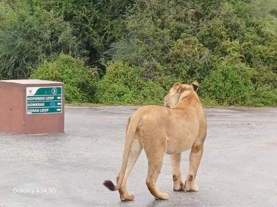: Addo Elephant National Park Safari Half Day - South Gate Check-In: Paperwork, Bathroom Stop, and Early Spotting