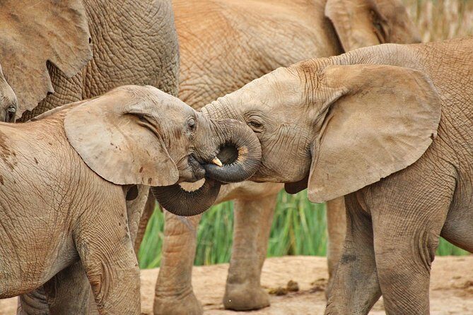 Addo Elephant National Park Tour - Full day of Wildlife Wonders - The 9:00 am start: where the day really begins