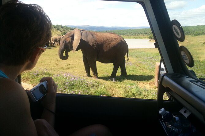 Addo Elephant National Park Tour - Full day of Wildlife Wonders - Main Rest Camp lunch: a proper break, not a rushed refuel