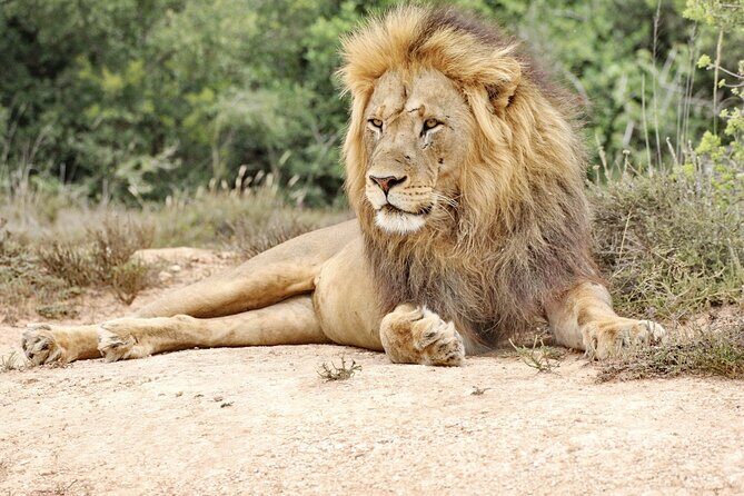 Addo Elephant National Park Tour - Full day of Wildlife Wonders - How the elephant focus actually plays out