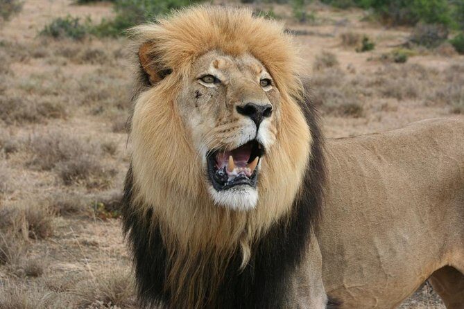 Addo Elephant National Park Tours from Port Elizabeth - Key things to know before you go