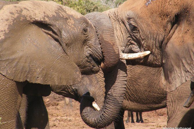 Addo Elephant National Park Tours from Port Elizabeth - Addo Elephant National Park with an early-gate feel