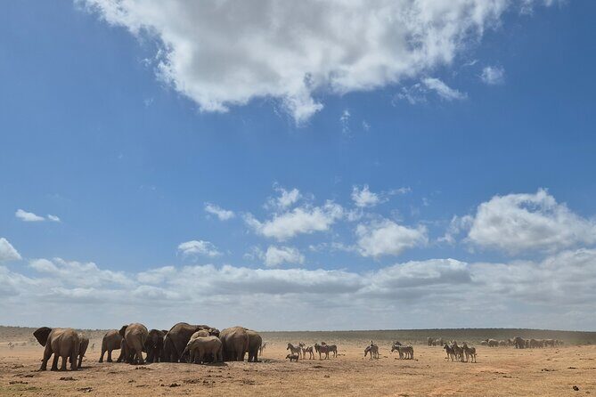Addo Elephant National Park Tours from Port Elizabeth - Half-day vs full-day: choose the right 3 to 8 hour window