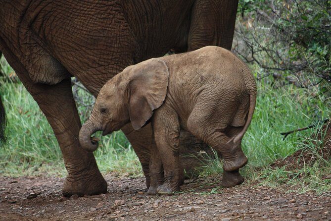 Addo Elephant National Park Tours from Port Elizabeth - Pickup timing and what to expect from the Port Elizabeth drive
