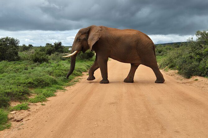 Addo Elephant National Park Tours from Port Elizabeth - Heat, patience, and how to prepare for a wildlife day