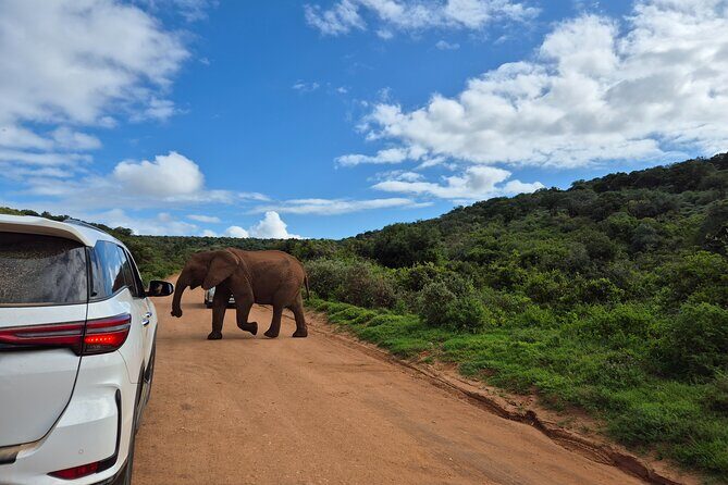 Addo Elephant National Park Tours from Port Elizabeth - Should you book this Addo safari from Port Elizabeth?