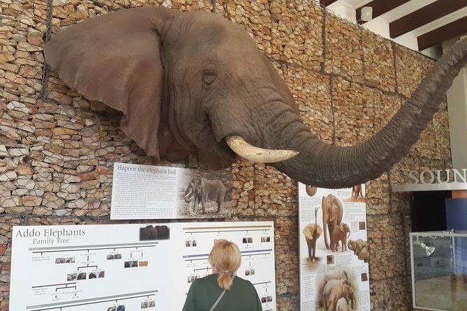 Addo Elephant National Park Tours from Port Elizabeth - What “small group” changes for elephant spotting and photos