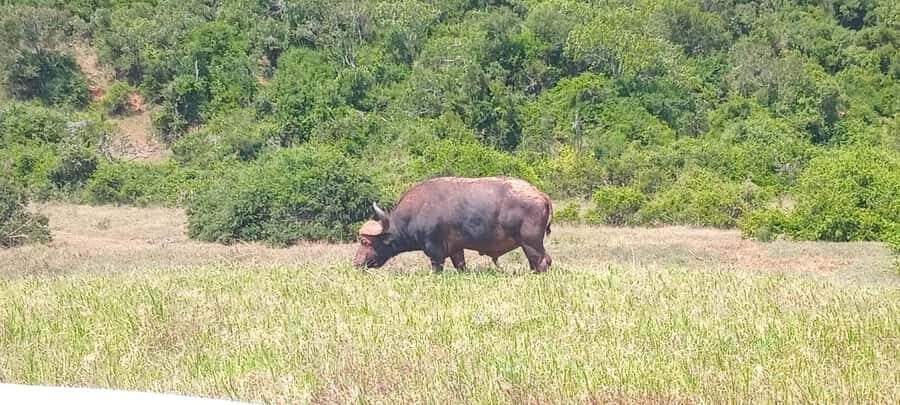 ADDO ELEPHANT PARK - Key Highlights You’ll Actually Feel During the Tour