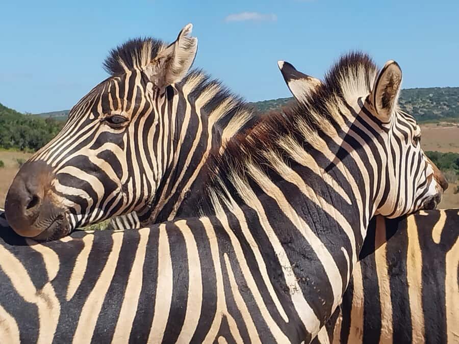 ADDO ELEPHANT PARK - Addo Elephant National Park: Big Wildlife in South Africa’s Eastern Cape