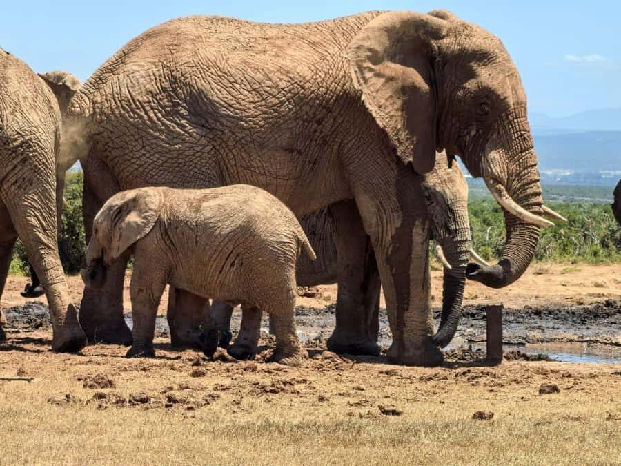 ADDO ELEPHANT PARK - Van Ride Into the Park: Break Stops and Photo Time Without Wasting the Day